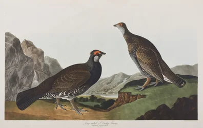 Illustrazione da 
