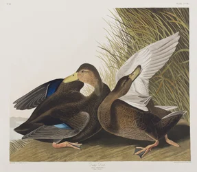 Illustrazione da 