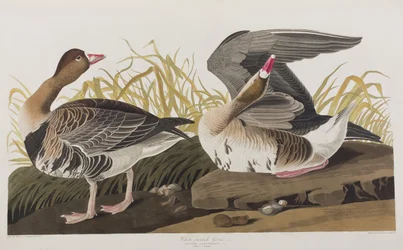 Illustrazione da 