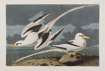 Illustrazione da 