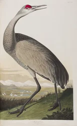 Illustrazione da 
