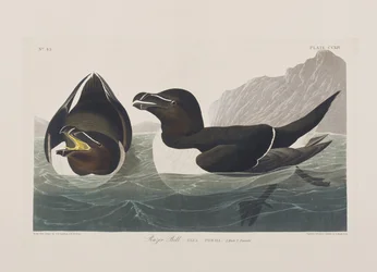 Illustrazione da 