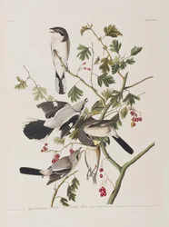 Illustrazione da 