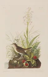Illustrazione da 