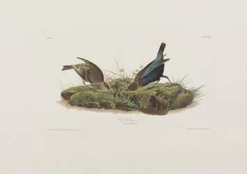 Illustrazione da 