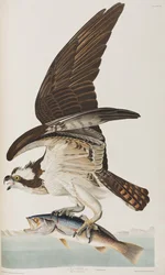 Illustrazione da 