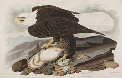Illustrazione da 