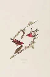 Illustrazione da 