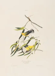 Illustrazione da 