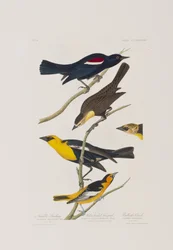 Illustrazione da 