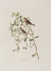 Illustrazione da 