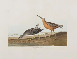Illustrazione da 