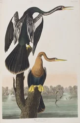 Illustrazione da 