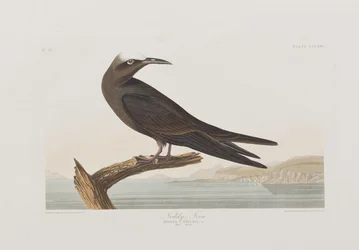 Illustrazione da 
