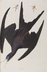 Illustrazione da 