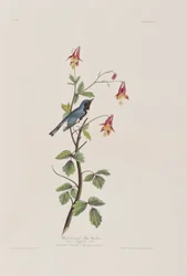 Illustrazione da 