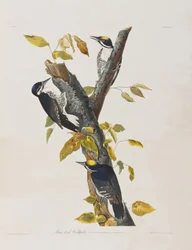 Illustrazione da 