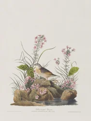 Illustrazione da 