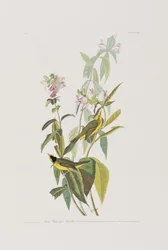 Illustrazione da 