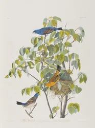 Illustrazione da 
