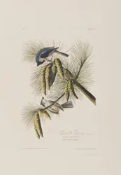 Illustrazione da 