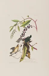 Illustrazione da 