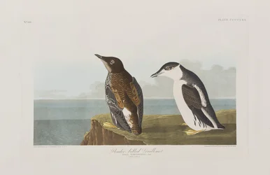 Illustrazione da 