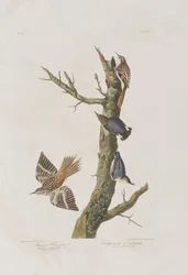 Illustrazione da 