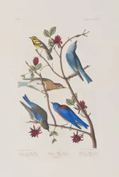 Illustrazione da 