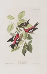Illustrazione da 
