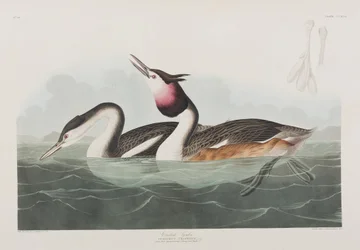 Illustrazione da 