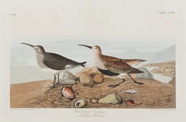Illustrazione da 