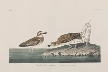 Illustrazione da 