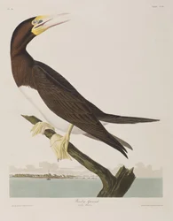 Illustrazione da 