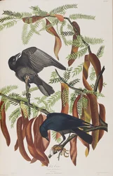 Illustrazione da 