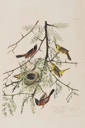 Illustrazione da 