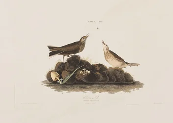 Illustrazione da 