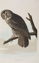 Illustrazione da 