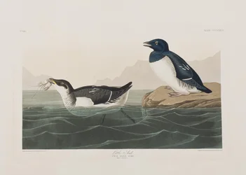 Illustrazione da 