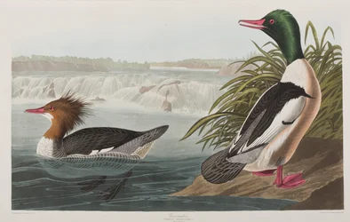 Illustrazione da 