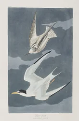 Illustrazione da 
