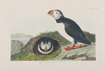 Illustrazione da 