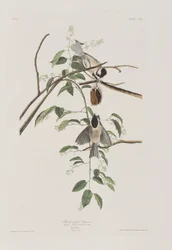 Illustrazione da 