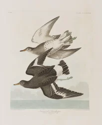 Illustrazione da 