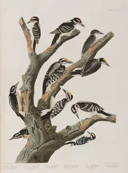 Illustrazione da 