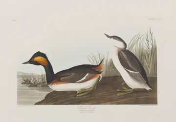 Illustrazione da 