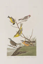 Illustrazione da 