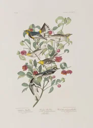Illustrazione da 