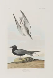 Illustrazione da 