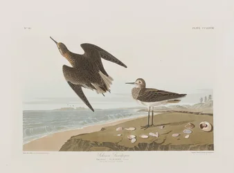 Illustrazione da 